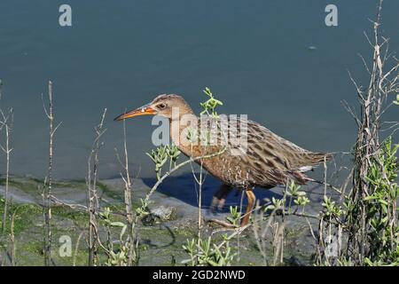 Near-threatened Ridgway's Clapper Rail at San Diego National Wildlife Refuge ca. 22 February 2018 Stock Photo