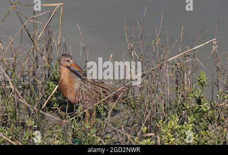 Near-threatened Ridgway's Clapper Rail at San Diego National Wildlife Refuge ca. 22 February 2018 Stock Photo