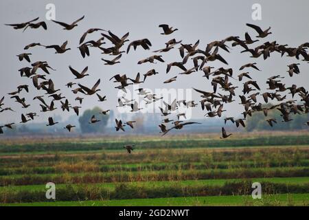 Aleutian and snow geese at San Joaquin National Wildlife Refuge seen from the Beckwith Road viewing platform ca. 21 November 2017 Stock Photo