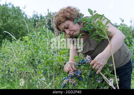 a Caucasian woman harvest blueberries on a farm.