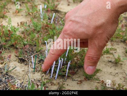 A restoration ecologist points out a tiny San Fernando Valley spineflower plant at the Potrero Preserve on Newhall Ranch in Los Angeles County ca. 12 April 2015 Stock Photo