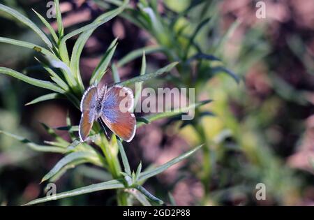 Western pygmy blue butterfly ca. 15 February 2017 Stock Photo