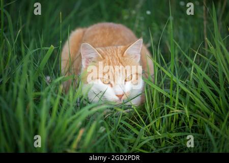 Red tabby tom-cat lying in the grass Stock Photo