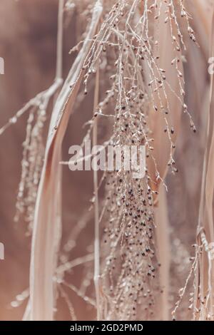 Floral minimal home interior boho style. Fall composition with dry golden reeds. Abstract natural background. Beautiful pattern with neutral colors Stock Photo