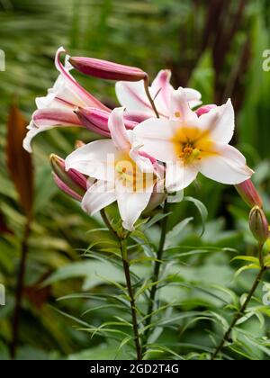 White,yellow and pink trumpet flowers of the summer blooming regal lily, Lilium regale Stock Photo