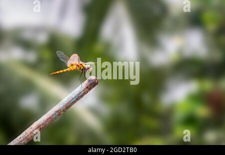 A beautiful orange color common dragonfly sitting on a rusty rod close up Stock Photo