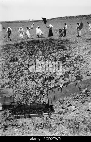 The terrible plague of locusts in Palestine, March-June 1915. Locusts entering the trap. ca. 1915 Stock Photo