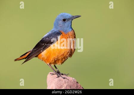 Common Rock Thrush (Monticola saxatilis), adult male standing on a rock, Abruzzo, Italy Stock Photo