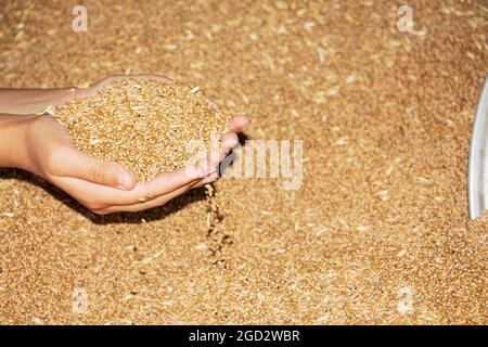 Grain in the hands of a farmer close-up. He holds the grain in the palms of his hands. Stock Photo