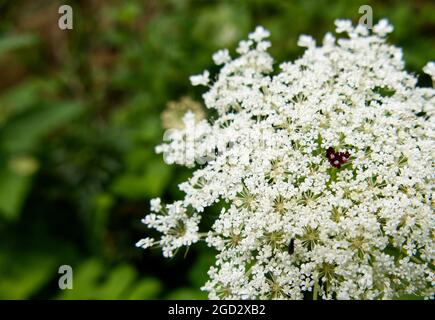 Close-up of the white flowers of Queen Anne's Lace (Daucus carota) also known as wild carrot, with characteristic dark purple florets in the middle Stock Photo