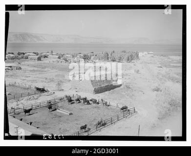 Ain Geb Israel from the watch tower looking towards Tiberias ca. 1945 Stock Photo