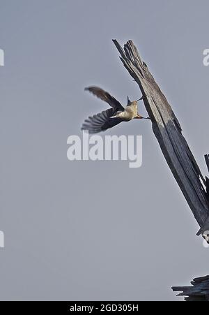 Giant Nuthatch (Sitta magna magna) adut taking off from dead tree Doi Lang, Thailand             November Stock Photo