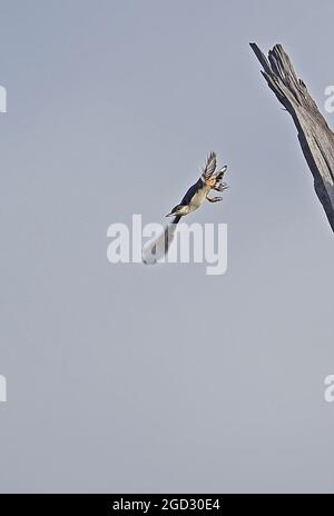Giant Nuthatch (Sitta magna magna) adut taking off from dead tree Doi Lang, Thailand             November Stock Photo