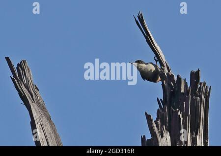 Giant Nuthatch (Sitta magna magna) adult perched on dead tree Doi Lang, Thailand             November Stock Photo