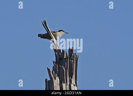 Giant Nuthatch (Sitta magna magna) adult perched on dead tree Doi Lang, Thailand             November Stock Photo