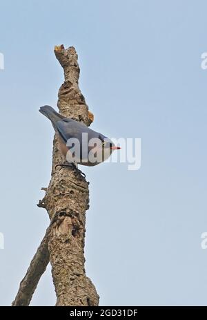Velvet-fronted Nuthatch (Sitta frontalis frontalis) adult clinging to dead tree trunk  Kaeng Krachan NP, Thailand              November Stock Photo