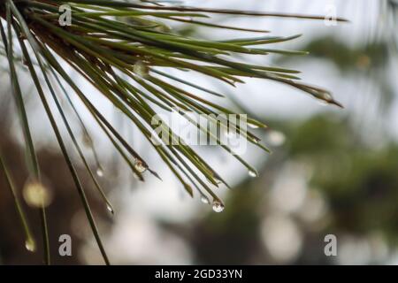 Macro rain water drops on green pine fir tree needles with blurred bokeh natural background Stock Photo