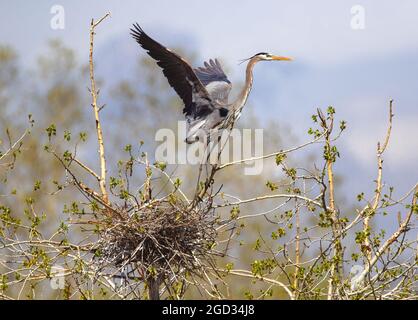 A Great Blue Heron within an instant of taking off from its picturesque nest site high atop a budding tree, while its mate waits hidden in the nest. Stock Photo