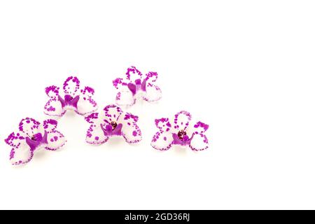 Multiple moth orchid flowers isolated on blank white surface Stock Photo