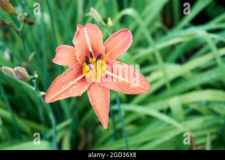 Orange lily flowers in nature. Charming blooming tender lily flower - summer background for advertising and isolating. Flower of a Fire Lily Lilium bu Stock Photo