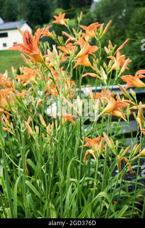 Orange lily flowers in nature. Charming blooming tender lily flower - summer background for advertising and isolating. Flower of a Fire Lily Lilium bu Stock Photo