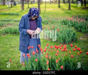 Senior Muslim woman taking a photo of flowers with her smartphone. Old woman using mobile photography concept. Stock Photo