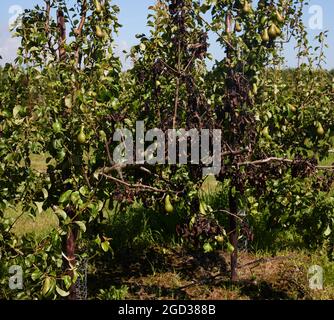 West Sussex, UK. Fireblight seen on a large branch of a pear tree. Credit: Joe Kuis/ Alamy Reportage Stock Photo