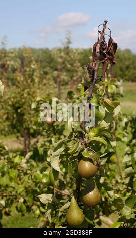 West Sussex, UK. Fireblight seen on this pear tree branch. Credit: Joe,Kuis / Alamy Reportage Stock Photo