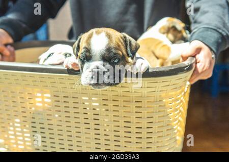 Unrecognizable person carrying a basket with bulldog puppies Stock Photo