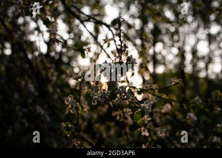 Branches of an apple tree at sunset. The setting sun through the trees. Plants on the street. Stock Photo