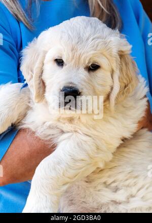 Seven week old Platinum, or Cream colored Golden Retriever puppy Stock Photo