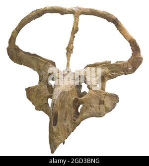 Protoceratops andrewsi - herbivorous ceratopsian dinosaur, member of the Protoceratopsidae Stock Photo
