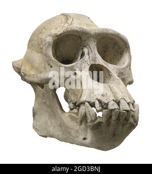 Skull of the chimpanzee (Pan troglodytes), also known as the common chimpanzee, or simply chimp Stock Photo