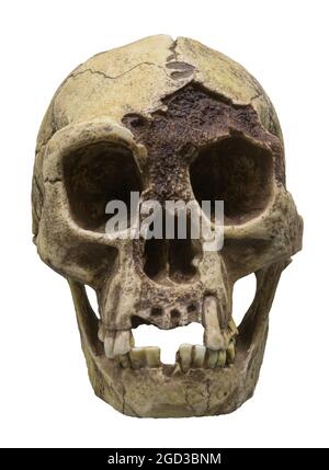 Skull of Homo floresiensis ('Flores Man'; nicknamed 'Hobbit') is a species of small archaic human that inhabited the island of Flores, Indonesia Stock Photo