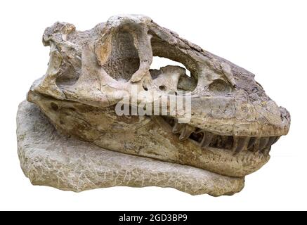 Tarbosaurus bataar - tyrannosaurid dinosaur, Late Cretaceous Period Stock Photo