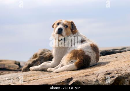 A dog in a dock next to the sea. Mar del Plata, Argentina Stock Photo