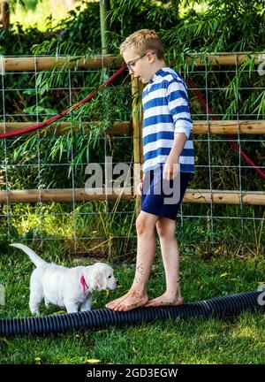 Young boy playing on grass with six week old Platinum, or Cream colored Golden Retriever puppies. Stock Photo