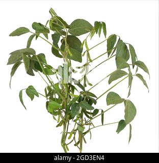 Green soybean bush isolated on white background. Stock Photo