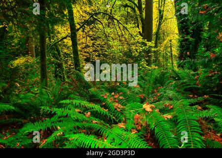 a exterior picture of an Pacific Northwest rainforest with Sword ferns Stock Photo