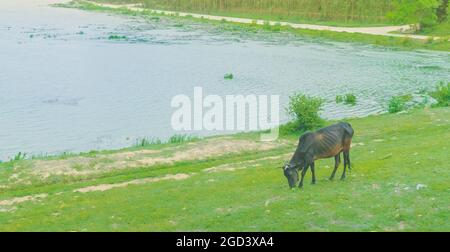 A black cow grazing peacefully in a meadow near the river on a beautiful summers day Stock Photo