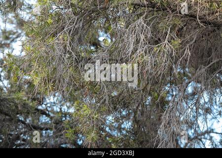 A tree without leaves in an Australian winter Stock Photo