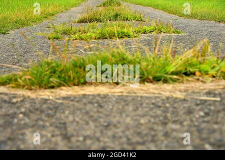 street with growing plants out of the concrete Stock Photo