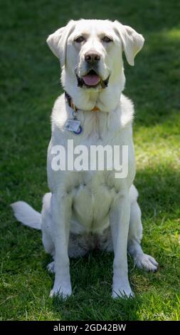 36-Months-Old female white Labrador Retriever Sitting. Off-leash dog park in Northern California. Stock Photo