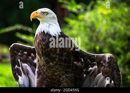 Majestic American Bald Eagle opening its wings Stock Photo