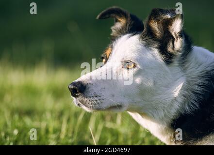 Beautiful tri-coloured border collie sheepdog headshot in the sun Stock Photo