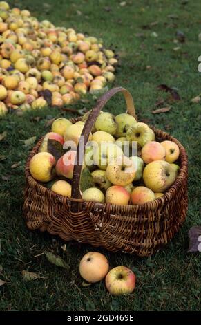 FRANCE, DORDOGNE (24) PERIGORD, ORCHARD, BASKET OF APPLES VARIETY SAINT JEAN Stock Photo