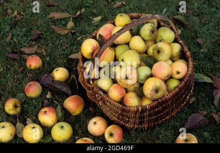 FRANCE, DORDOGNE (24) PERIGORD, ORCHARD, BASKET OF APPLES VARIETY SAINT JEAN Stock Photo