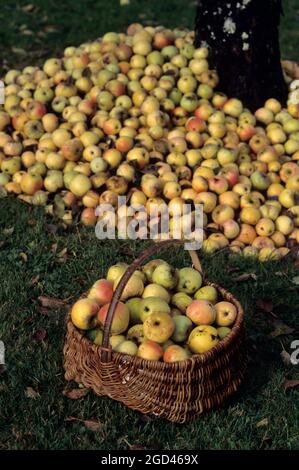 FRANCE, DORDOGNE (24) PERIGORD, ORCHARD, BASKET OF APPLES VARIETY SAINT JEAN Stock Photo