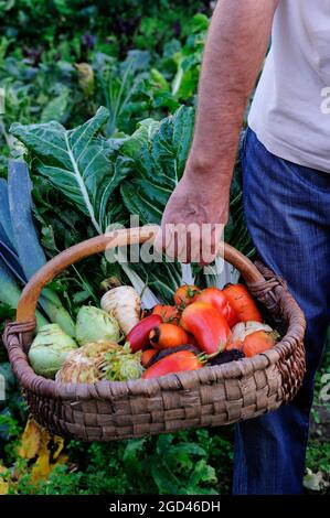 FRANCE, DORDOGNE (24) PERIGORD, BASKET OF AUTUMN VEGETABLES OF THE KITCHEN GARDEN, TOMATO, KOHLRABI, PARSNIPS, CELERIAC, CELERY, CARROTS, LEEKS, CHARD Stock Photo