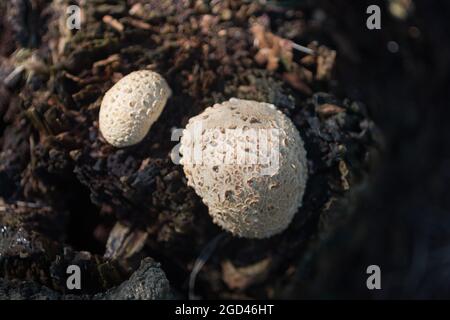 scleroderma citrinum, common earthball mushroom in forest closeup selective focus Stock Photo